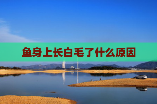 鱼身上长白毛了什么原因